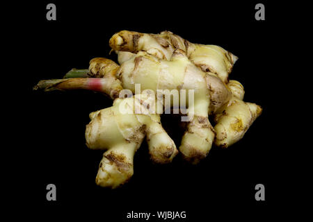 Fresh young ginger root isolated against a black background Stock Photo