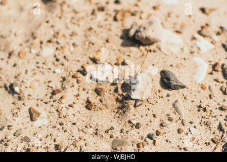 Sand and smooth stones on the beach. Sandy texture, coast, river bank. Large sand with small stones, bright sunlight. The concept of leisure, summer, beach. Stock Photo