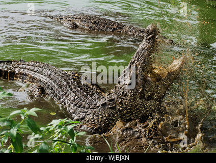 Mouth and teeth of the Cuban crocodile (Crocodylus rhombifer) from the water Stock Photo
