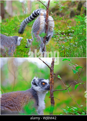 Two pictures of lemurs. A female marking her territory on the first one, and a male finding her scent on the other Stock Photo