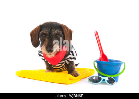 Wire haired dachshund at the beach in swim suit Stock Photo