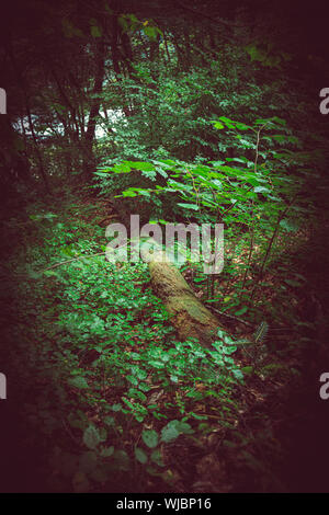 old tree trunk lying on the ground surrounded by foliage and vegetation. Stock Photo