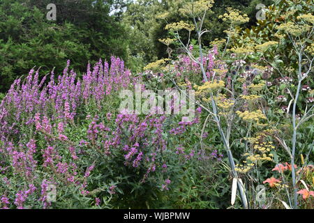 Wildflowers in a natural garden Stock Photo