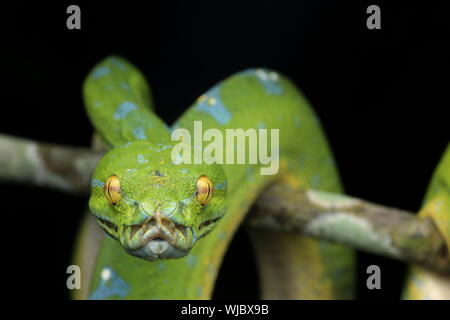 Beautiful Green Tree Python Stock Photo