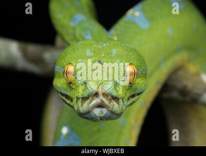 Beautiful Green Tree Python Stock Photo