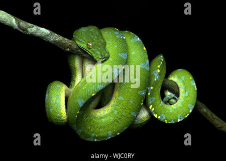 Beautiful Green Tree Python Stock Photo