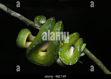Beautiful Green Tree Python Stock Photo
