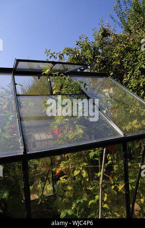 Tomato plants force their way through the roof vent of a greenhouse in an English country garden Stock Photo
