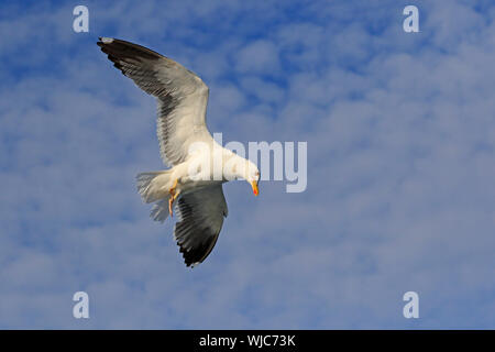 Adult Lesser Black-Backed Gull in flight Scilly