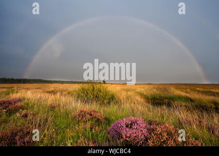 colorful rainbow over swamp with flowering pink heather Stock Photo