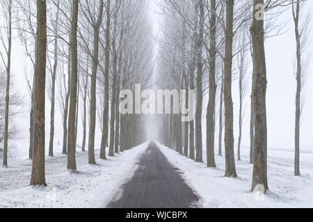 bike path between frosted tree rows in winter fog Stock Photo