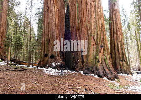 Man looking to the top of a sequoia at Sequoia National Park in United States Stock Photo
