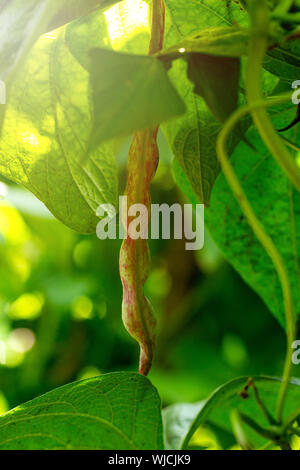 Ripe French green beans growing on vines Stock Photo