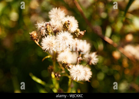 white plants with pointed leaves grow many together by ditches on the Umedalen Stock Photo