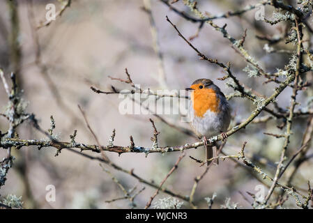 Robin perched on lichen covered branch. Space for copy. Stock Photo