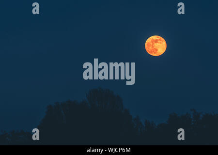 Golden moon in the dark night hanging over tree silhouettes on the blue night sky Stock Photo