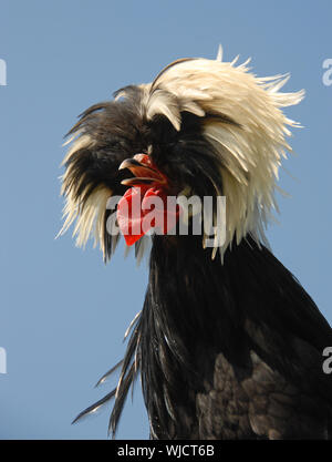 Fancy hairdo of a Polish crested chicken, Gallus gallus. Rooster Stock  Photo - Alamy