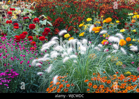 Beautiful garden flowers in cottage garden Flowerbed Feather Fountain Grass Red Zinnias Marigolds, Zinnia 'Profusion Orange' Pennisetum villosum Mixed Stock Photo