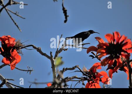 Male Black Sunbird (Nectarinia amethystina) feeding on blossoms of Coral Tree (Erythrina caffra) near Kenton-on-Sea, South Africa Stock Photo