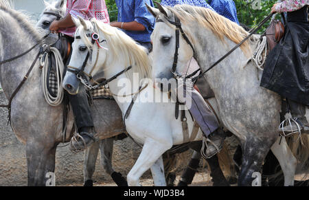 camargue horses at full speed in the street Stock Photo