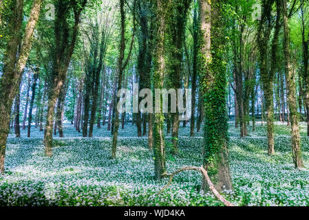 Woodland scene with thick carpet of flowering wild garlic in strong sunlight. Stock Photo