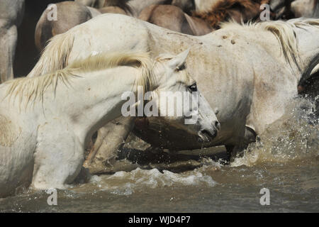 herd of Camargue horses and foal in the water Stock Photo