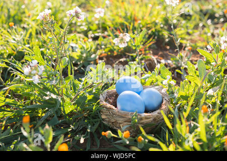 Blue colorful easter eggs in the nest hidden on the grass, natural spring's field, natural condition Stock Photo