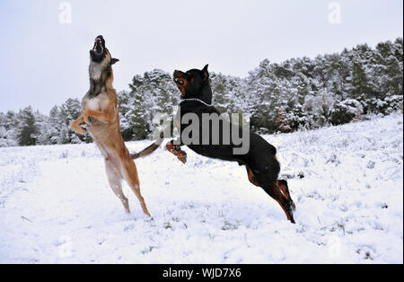 two dogs, a rotweiler and a belgian shepherd malinois playing in the snow Stock Photo