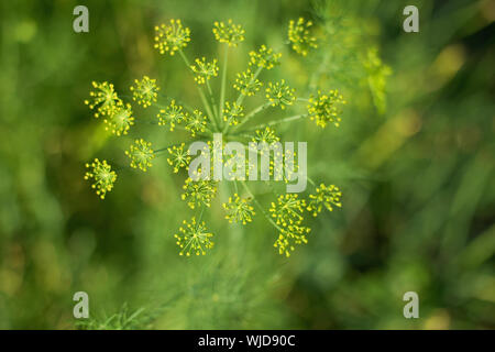 Green fennel - inflorescences close up - a natural background Stock Photo
