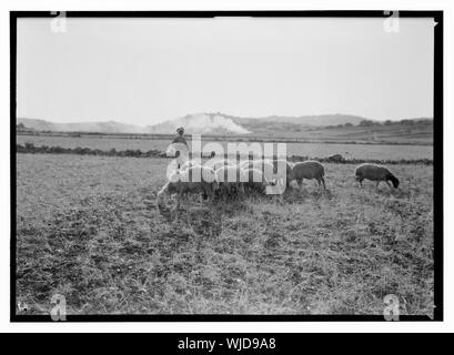 Harvesting and threshing floor scenes in the story of Ruth & Boaz Stock Photo