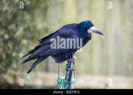 Rook perched on garden feeder in heavy snowfall Stock Photo