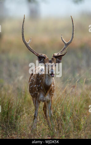 The chital or cheetal (Axis axis), also known as chital deer, spotted deer or axis deer is a deer which commonly inhabits wooded regions of Sri Lanka, Stock Photo