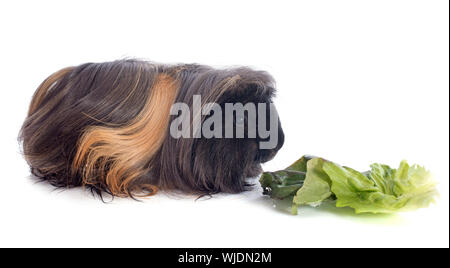 eating Peruvian Guinea Pig in front of white background Stock Photo