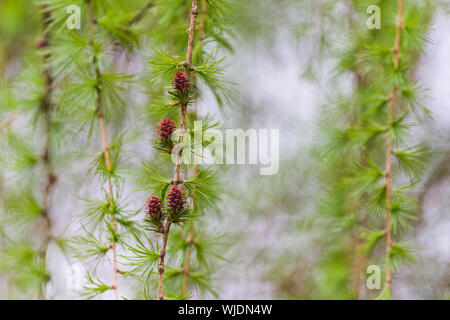 New conifer shoots, blurred background. Artistic, space for text. Abstract feel. Stock Photo