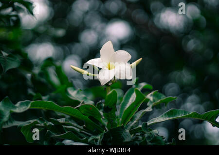 A beautiful white flower close up with a bokeh background, this photo was taken on a summer but rainy day in Cubbon Park in Bangalore, India Stock Photo