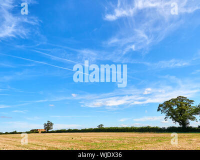 Contrails and white wispy clouds against a vibrant blue summers sky with an arable stubble field and sycamore trees in the foreground Stock Photo