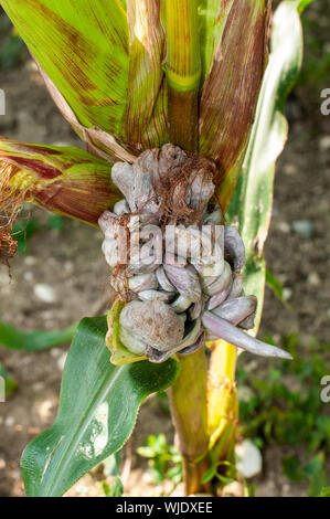 corn smut, a maize disease caused by fungus ustilago maydis, as huitlacoche a delicacy in mexican cuisine Stock Photo