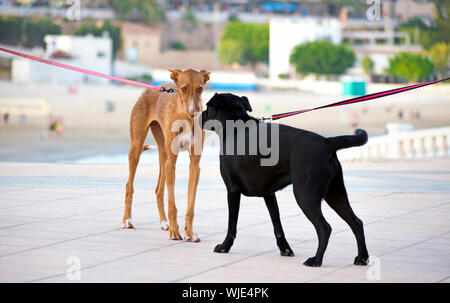 First meeting, introduction between two dogs. Two doggies or dogs smell each other in their first encounter. Leashed dog pets walk at street. Spain 2019. Stock Photo