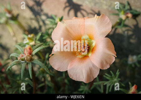 Close up of pastel colored common Purslane (Portulaca oleracea) Stock Photo