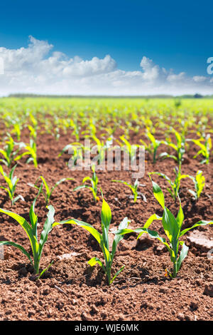 Corn fields sprouts in rows in California agriculture plantation USA Stock Photo