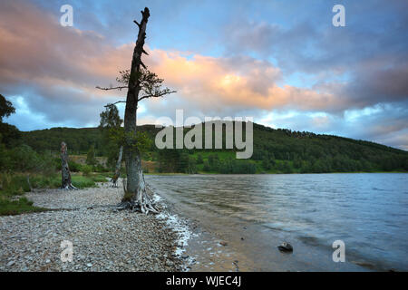 A Dead Tree Stump on the Shores of Loch Pityoulish, Cairngorms National Park, Scotland, United Kingdom Stock Photo