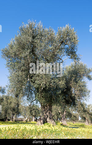 Olive trees in Salento, Puglia Region, South Italy. Traditional plantation of olive trees in summer sunny day, natural light, copy space, beautiful ap Stock Photo