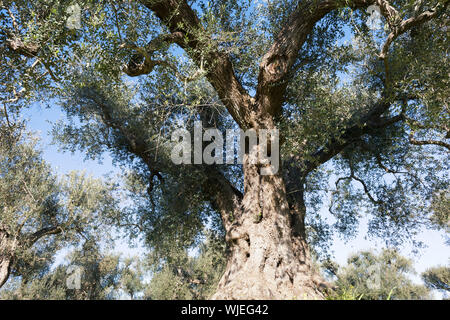 Olive trees in Salento, Puglia Region, South Italy. Traditional plantation of olive trees in summer sunny day, natural light, copy space, beautiful ap Stock Photo