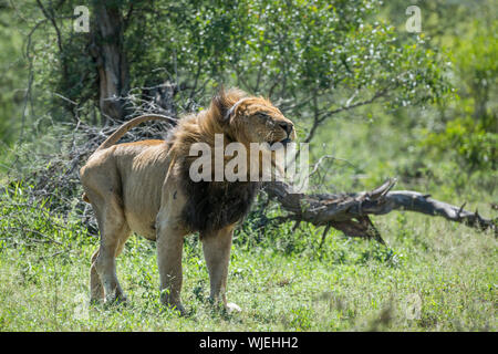African lion male shacking in front view in Kruger National park, South Africa ; Specie Panthera leo family of Felidae