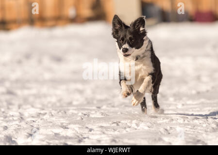 Young Cute Border collie dog in snowy winter. Dog running and having fun in the snow Stock Photo