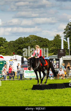 Cow Pie Rally Andalusian Stallion with a Female Rider In Traditional Costume Cowpie ...