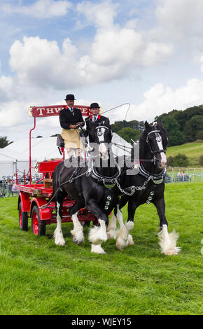 Thwaites brewery heavy horse and dray turnout at the Royal Lancashire Show 2017. Thwaites maintain a team of shire horses and dray for publicity use. Stock Photo