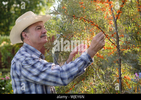 Senior hispanic man in hat standing in his garden near sea buckthorn and collecting berries. Farmer checking his harvest. Stock Photo