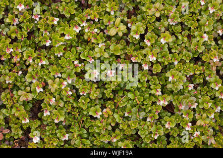 Arctostaphylos uva ursi flowering - background