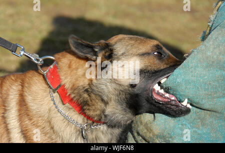 training of a police dog: belgian shepherd malinois Stock Photo